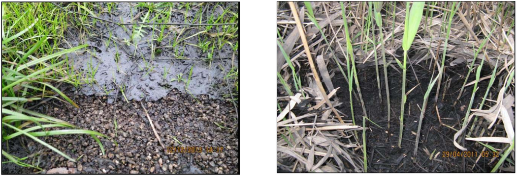 Bepflanzung Filteroberfläche