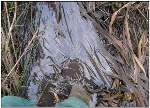 Regeneration der Vorflutgräben1